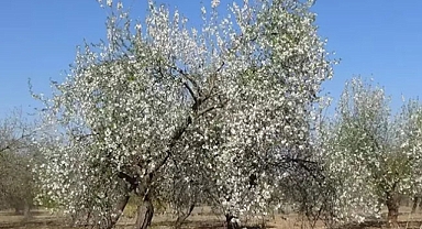 Mersin'de Badem Ağaçları Erken Çiçek Açtı