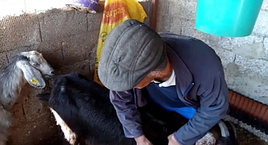 Köpekler dehşet saçtı: Gebe 26 hayvan telef oldu