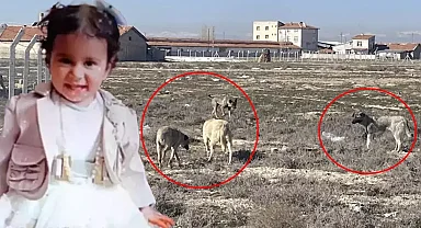 2 yaşındaki Rana'yı köpeklerin parçaladığı yerde yine anı görüntü