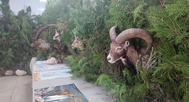 Anamur’da ’Orman Ekosistemi’ temalı sergi açıldı