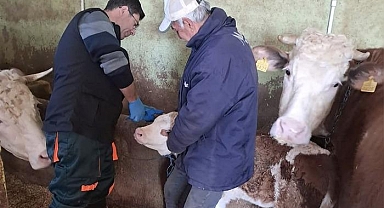 Elazığ'da aşı ve küpeleme çalışması başladı