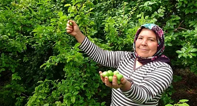 Mersin'de Erik Fiyatları 400 TL'ye Geriledi, İhracat Başladı