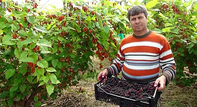 Mersin'den Dubai'ye İhraç: Turfanda Karadut 100 TL