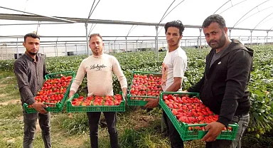 Silifke'de Çilek Hasadında Dondan Kaynaklı Kayıplar
