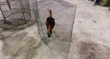 Tarsus'ta Horoz Dövüşü Operasyonu: 14 Gözaltı ve 130 Bin TL Ceza