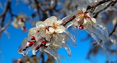 Zirai Don Uyarısı !