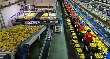 Limon ihracatı yasağı kaldırıldı