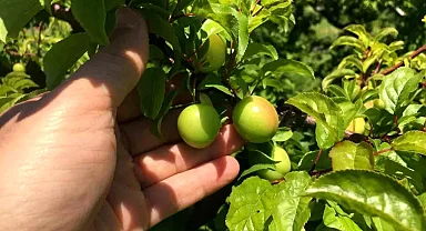 Mersin'de Erik Hasadı Gecikti, Fiyatlar Düşüşte