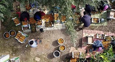 Mersin'de 'Sarı Altın' Yenidünya Meyvesinin Hasadı Başladı