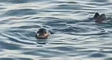 Erdemli kıyılarında denizden çıkıp kendini gösterdi! Herkes telefona sarıldı