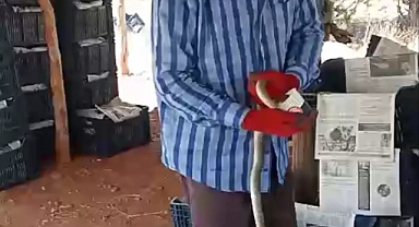 Çiftçinin Yılanla Dostluğu: Yılanı Yakalayıp Su İçirdi