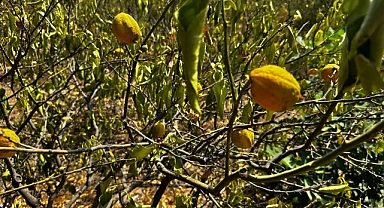 Erdemli'de Kuraklık Nedeniyle 1000 Dönüm Limon Bahçesi Kurudu