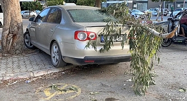 Erdemli'de Kırılan Ağaç Dalı Park Halindeki Arabaya Zarar Verdi