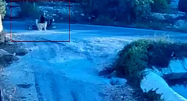 Erdemli'de Köpeğin Saldırısı Sonucu Motosiklet Devrildi