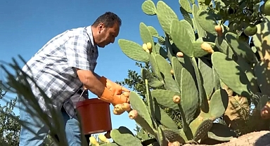 Mersin'de Dikenli İncir Dondurması Üretimi Başladı