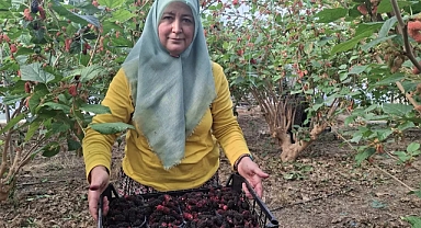 Mersin'de Turfanda Karadut Hasadı Başladı