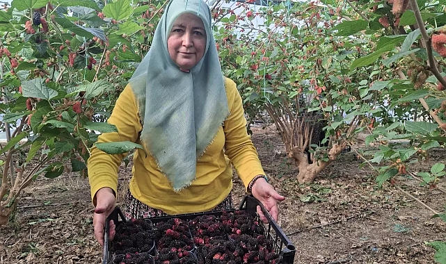 Mersin'de Turfanda Karadut Hasadı Başladı