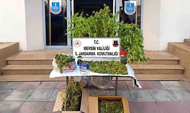 Mersin'de Yasadışı Kenevir Ekinine Operasyon: Şüpheli Tutuklandı