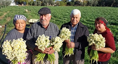 Mersin'de nergisler erken açtı; boğumu 300 TL'ye satılıyor