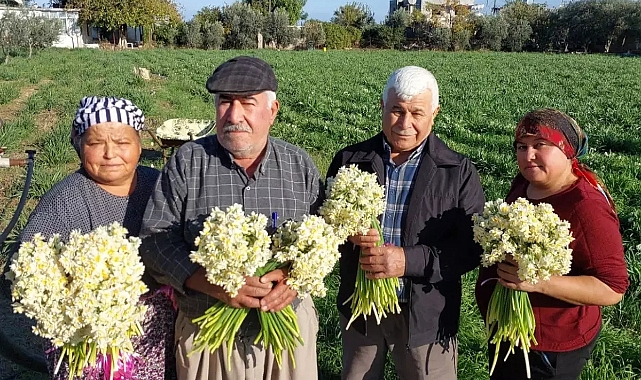 Mersin'de nergisler erken açtı; boğumu 300 TL'ye satılıyor