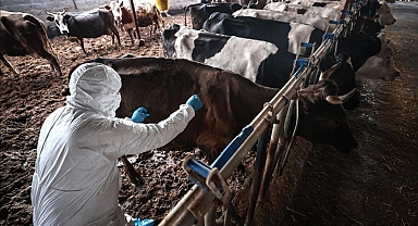 Sakarya'da 37 mahallede şap karantinası başlatıldı