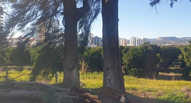 Erdemli’de Fırtına Kabusu: Dev Ağaç D-400 Karayoluna Devrildi!